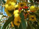 Eucalyptus erythrocorysflower